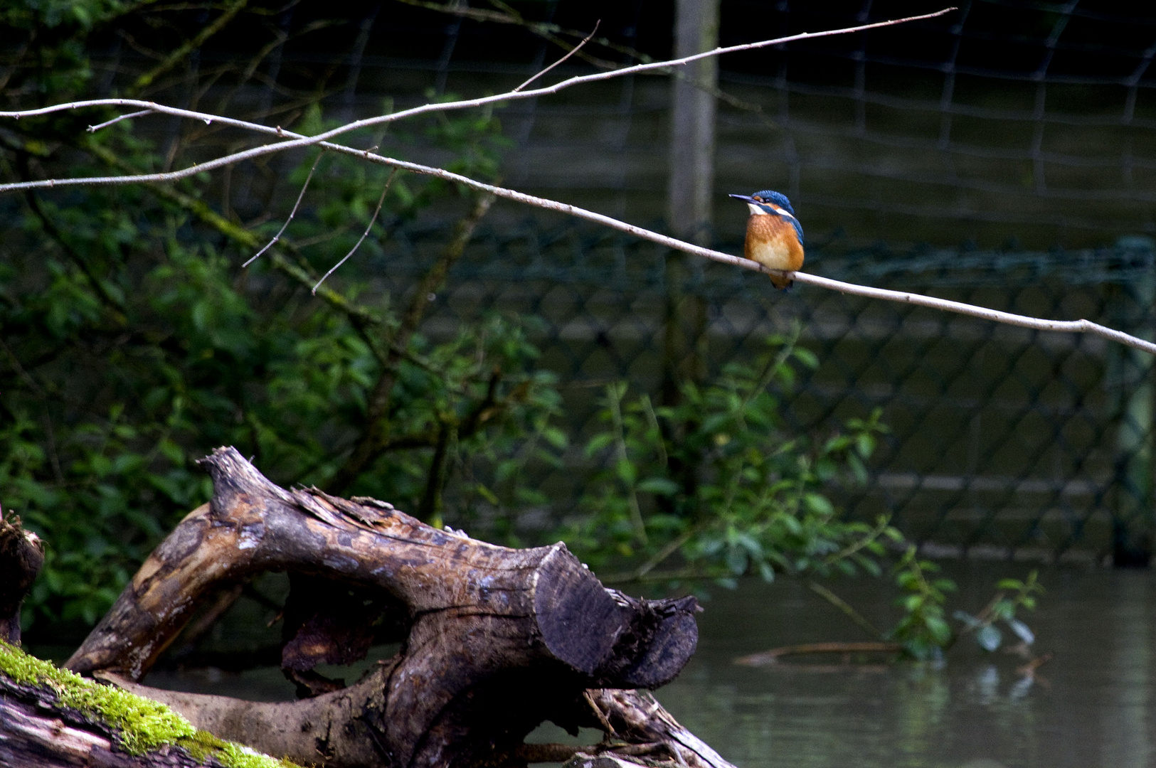 Eisvogel