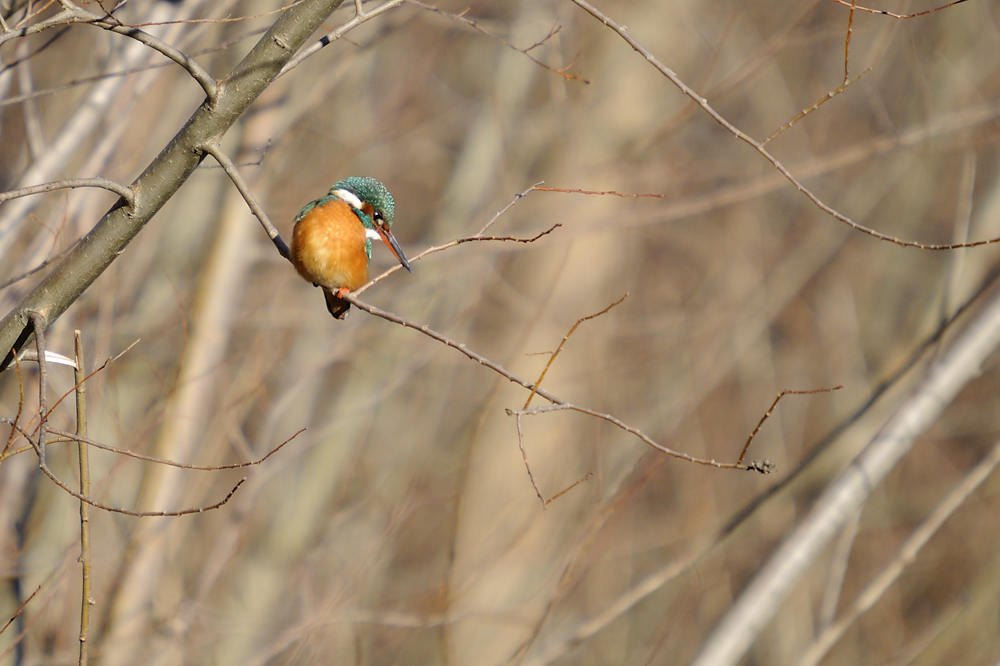 Eisvogel