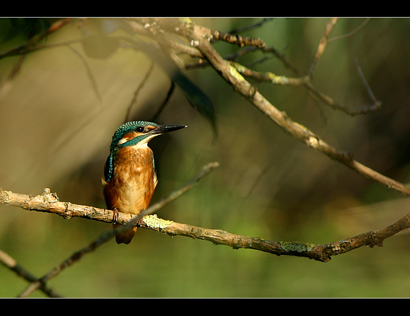 [ Eisvogel ]