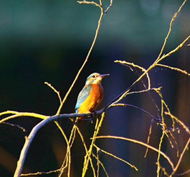 Eisvogel