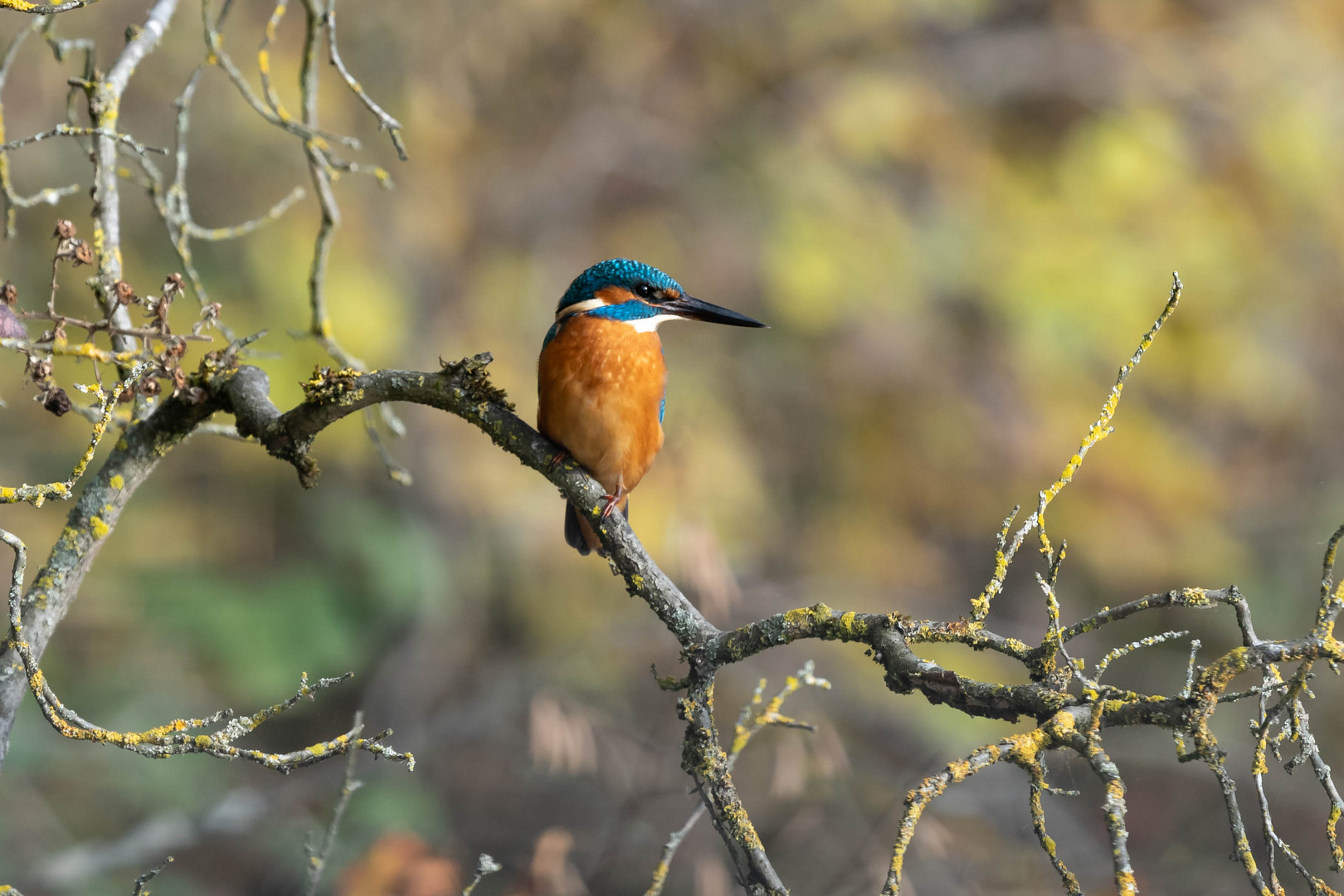 Eisvogel