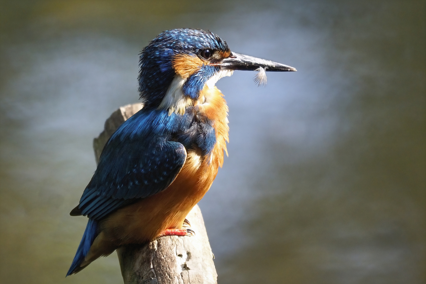 Eisvogel