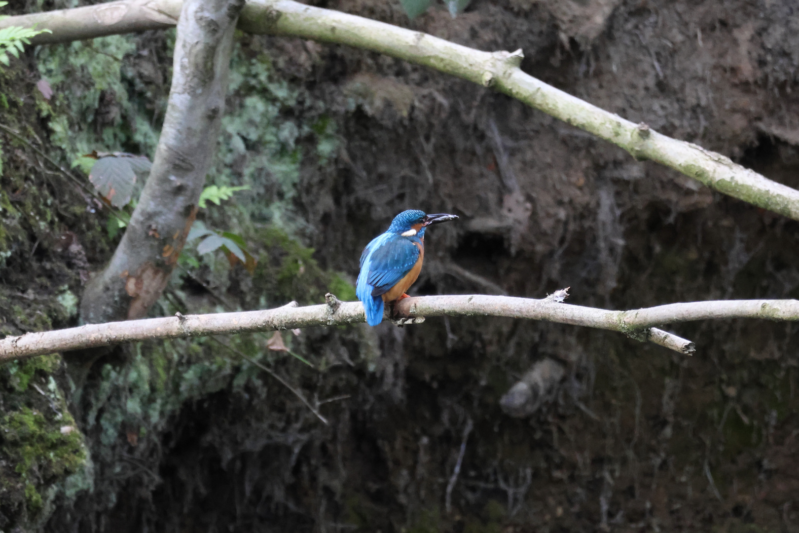 Eisvogel