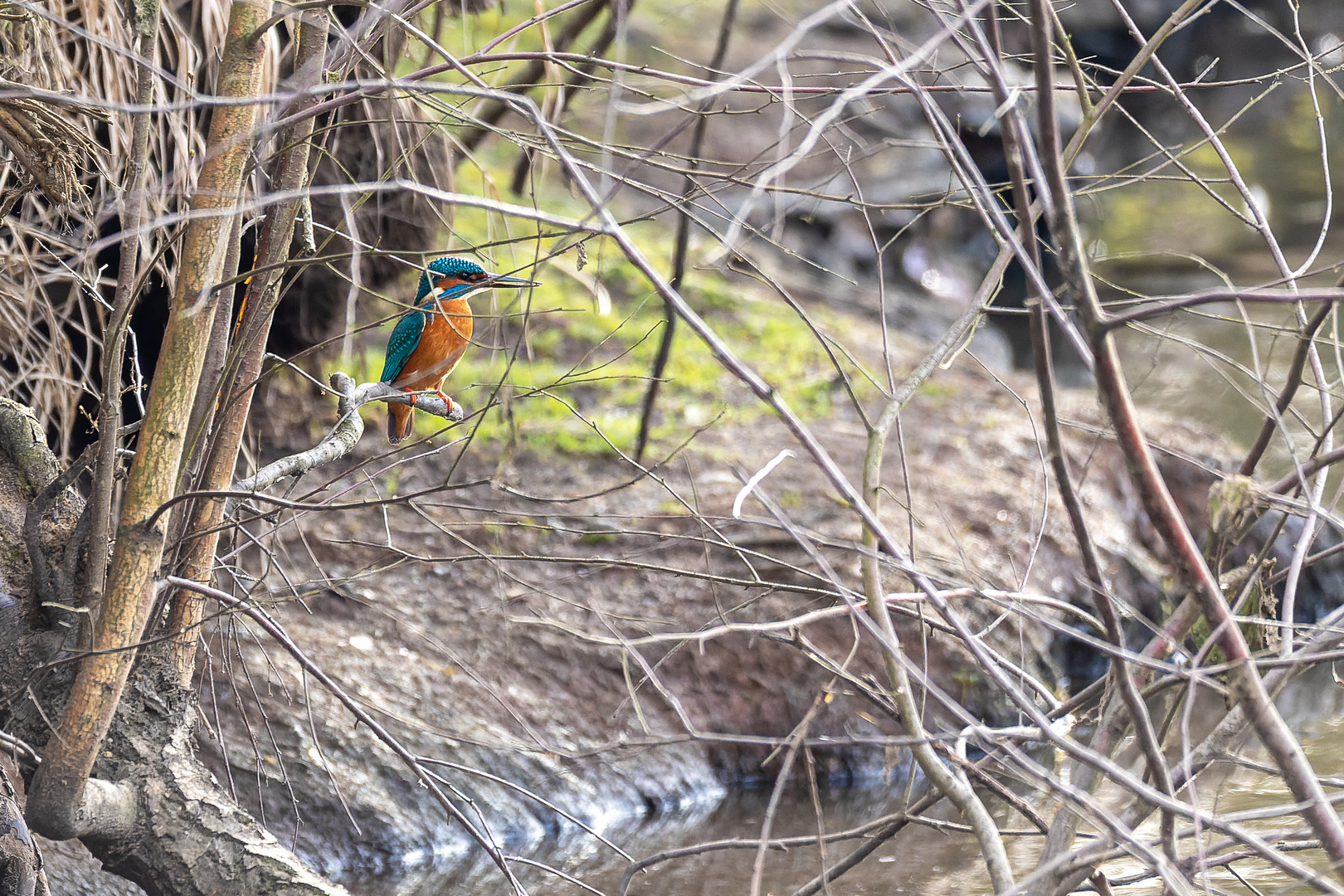 Eisvogel