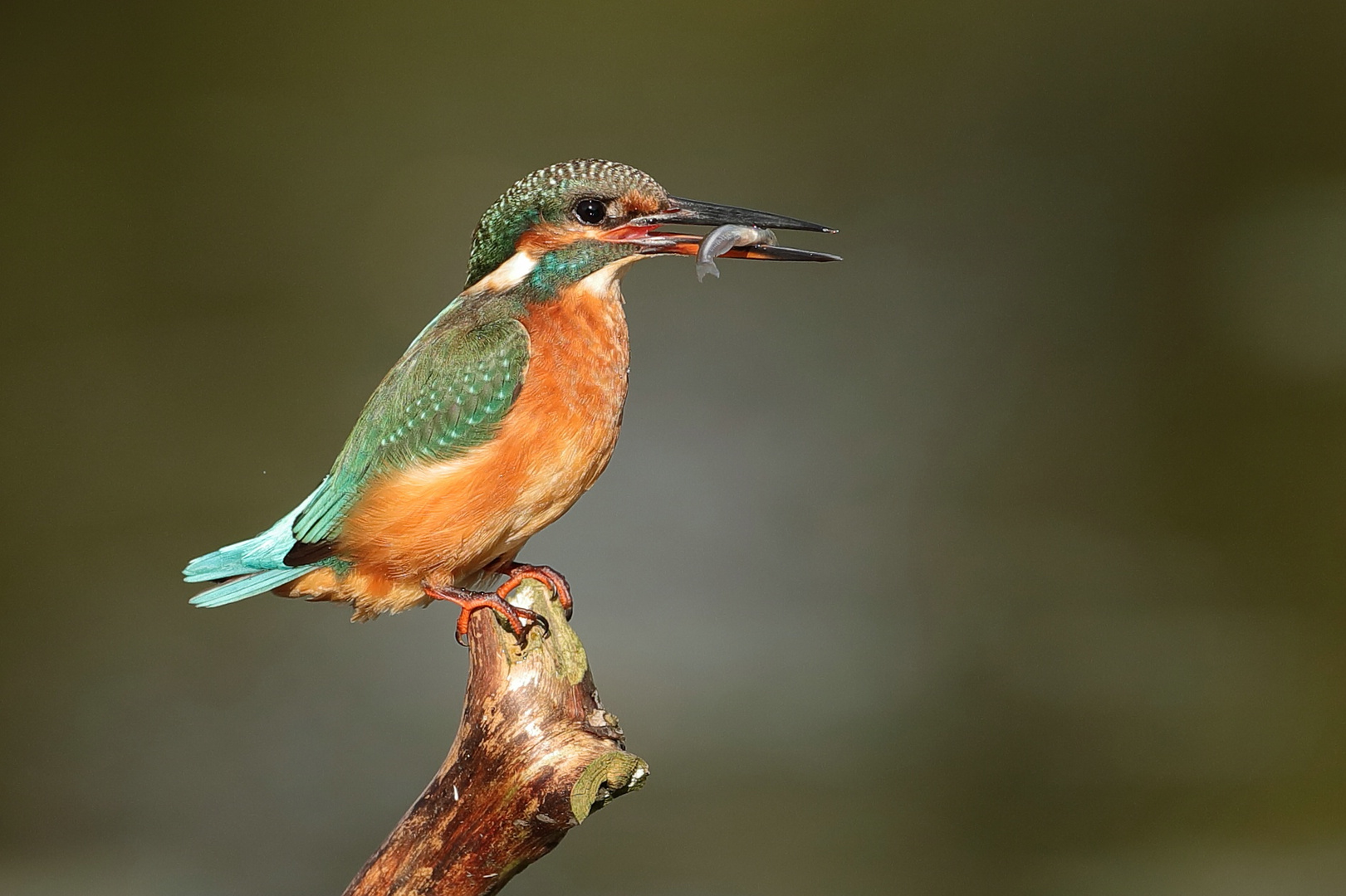 Eisvogel