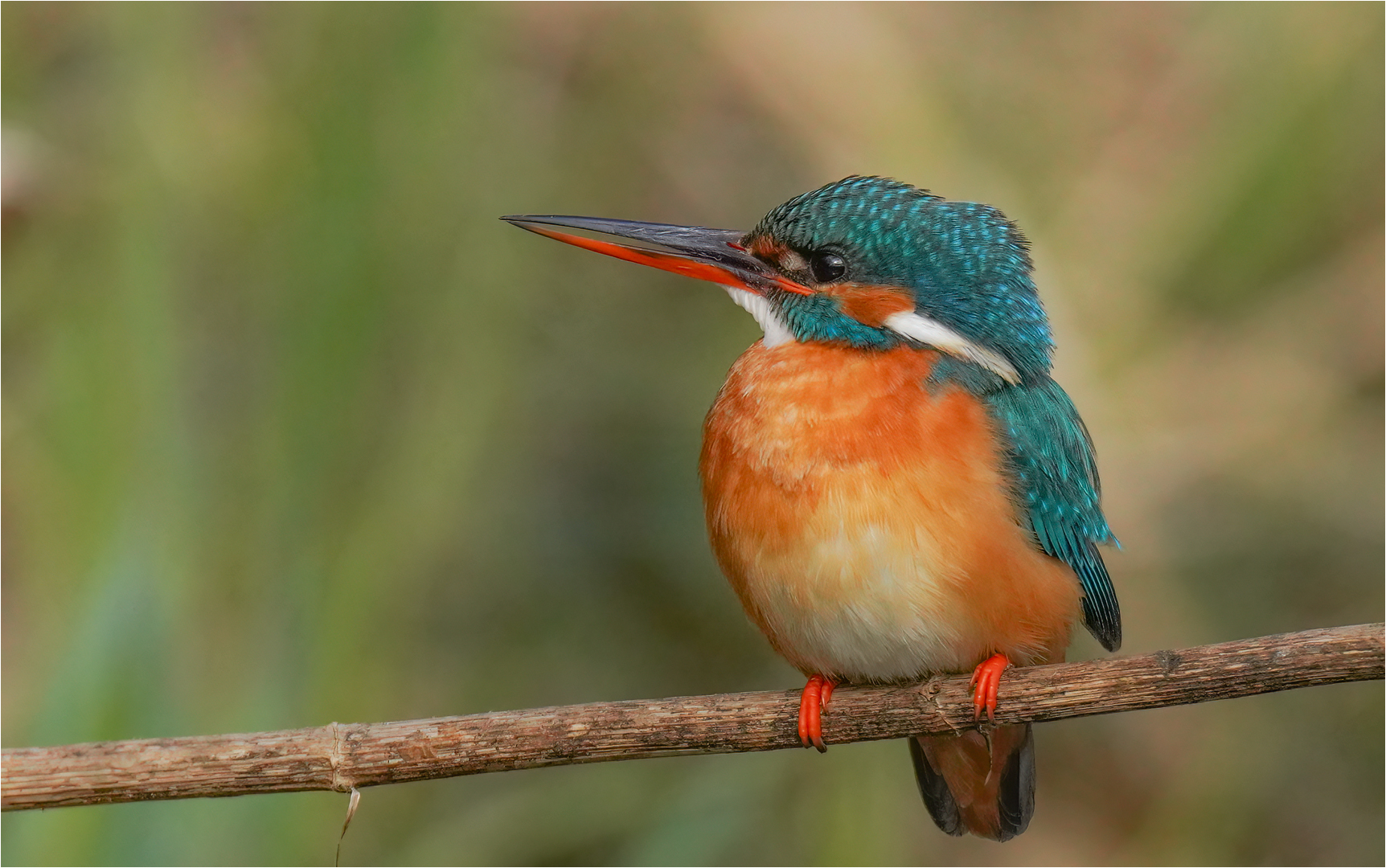 Eisvogel