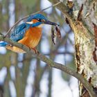 Eisvogel, Fisch mit Salat dank Tip von Stephan (Ruhrradler)