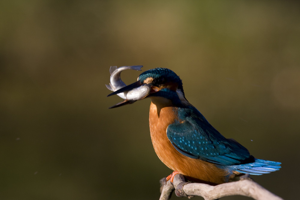 Eisvogel fischt frische Fische ....