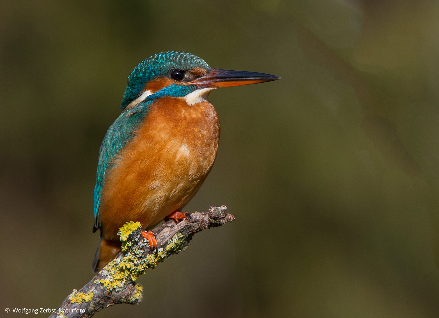   - EISVOGEL FRAU - ( Alcedo atthis )