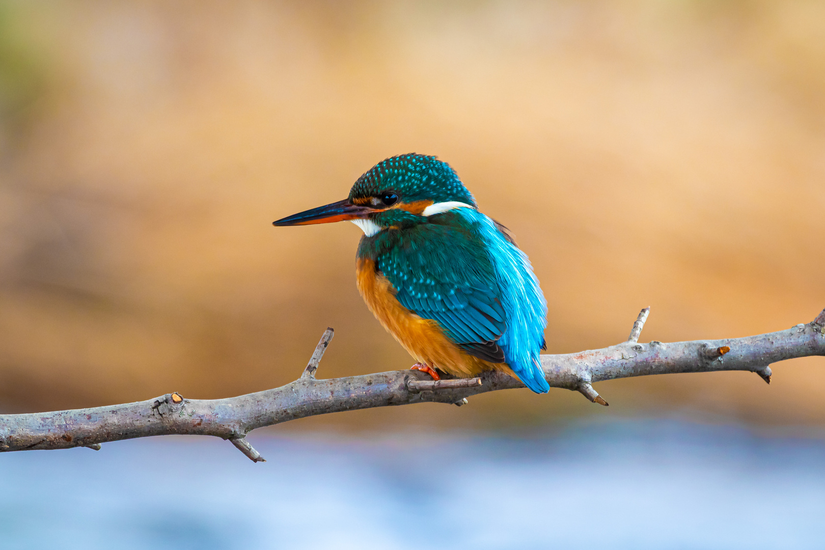 Eisvogel Frauchen