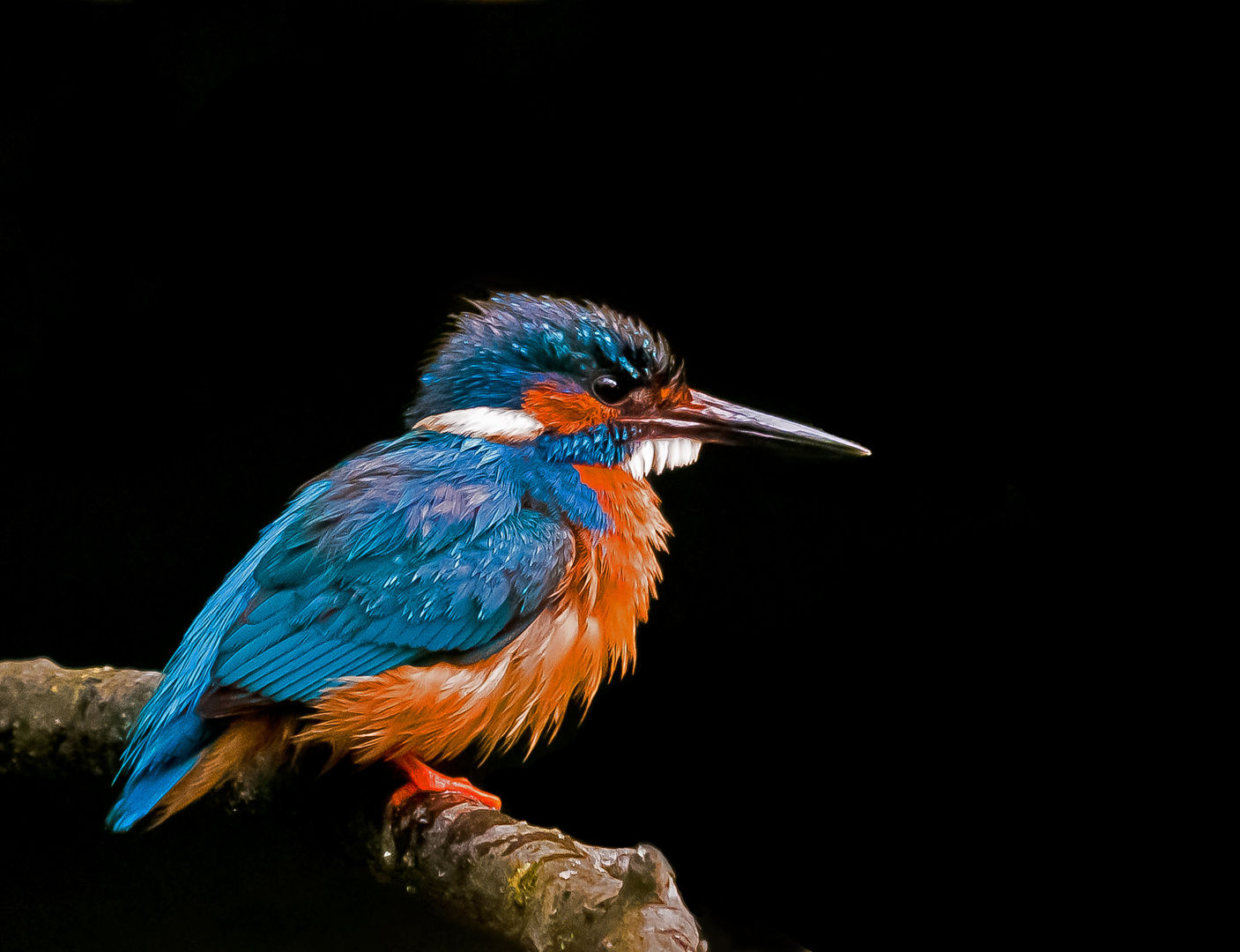 Eisvogel.... frisch gebadet.