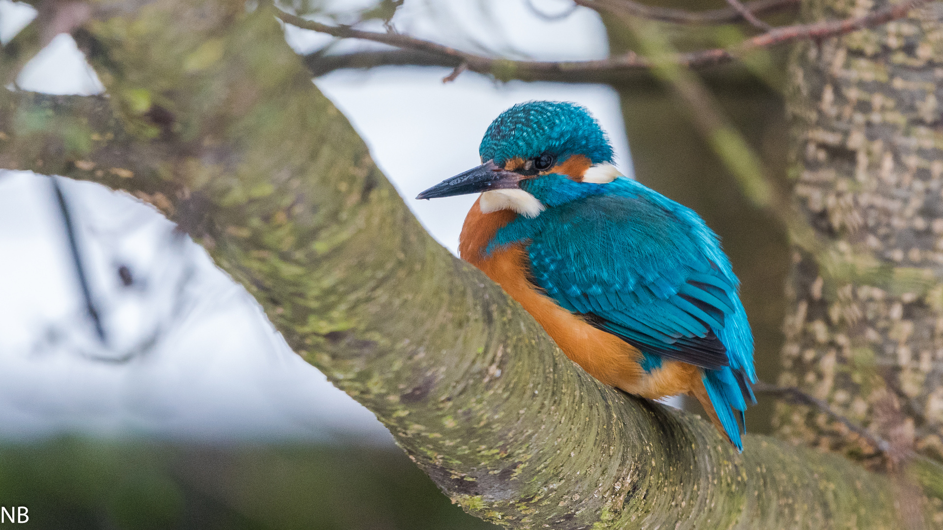 "Eisvogel ganz entspannt 2024"