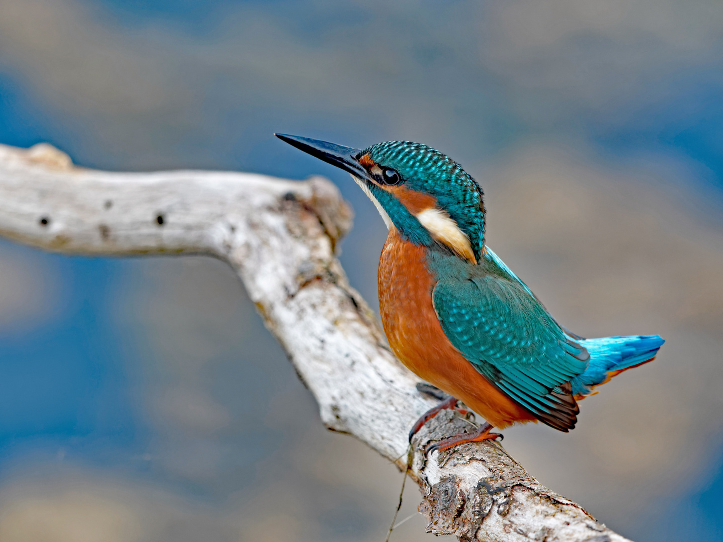 Eisvogel ganz nah