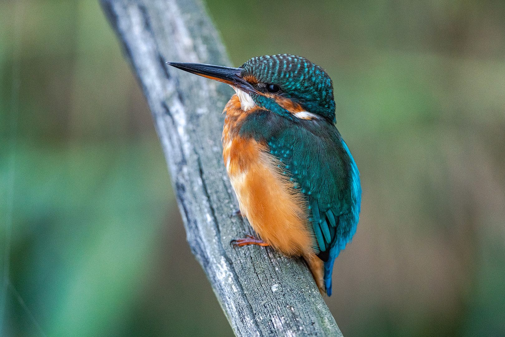 Eisvogel ganz nah