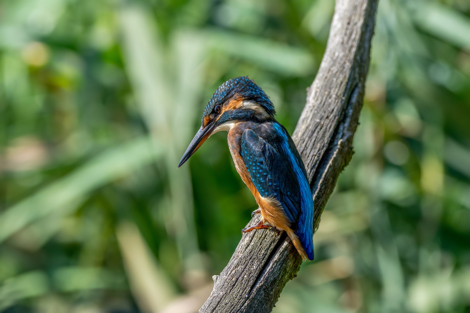 Eisvogel ganz nah