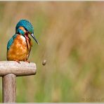 (Eisvogel)  Gartenarbeit ist ja wohl zum kot..........!