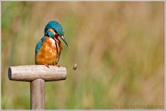 (Eisvogel)  Gartenarbeit ist ja wohl zum kot..........!