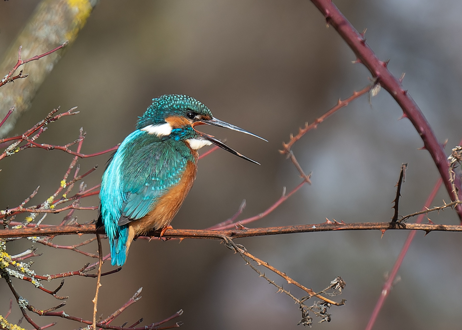 Eisvogel geht immer.....