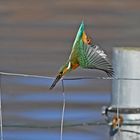 Eisvogel geht tauchen ...