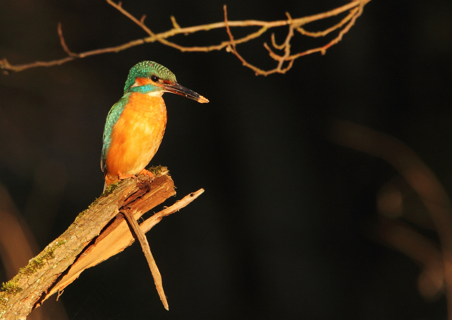 Eisvogel genießt die Abendsonne