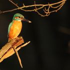 Eisvogel genießt die Abendsonne