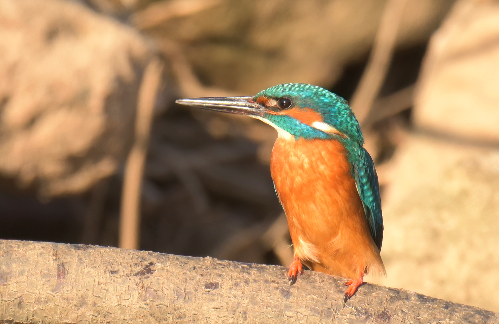 Eisvogel genießt die Sonne