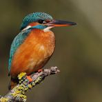 --- Eisvogel genießt die Sonne --- ( Alcedo atthis )