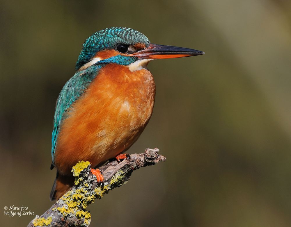 --- Eisvogel genießt die Sonne --- ( Alcedo atthis )