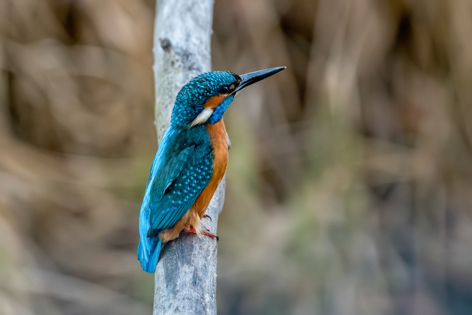 Eisvogel geniesst warmen Wintertag