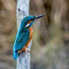 Eisvogel geniesst warmen Wintertag