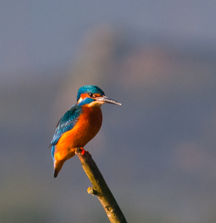 Eisvogel geniest das warme Dezemberwetter