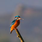 Eisvogel geniest das warme Dezemberwetter