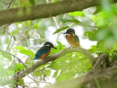 Eisvogel Geschwister