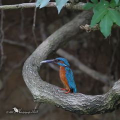 Eisvogel gestern - 1