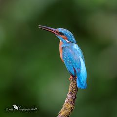 Eisvogel gestern - 2