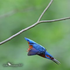 Eisvogel gestern - 3