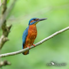 Eisvogel gestern - 4