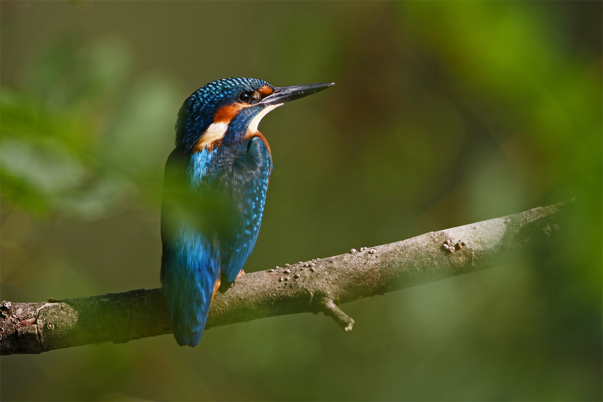 Eisvogel getarnt