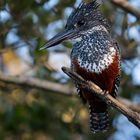 Eisvogel - Giant King Fisher