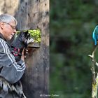 Eisvogel gucken