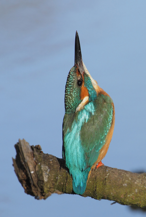 Eisvogel guckt nach "fliegende Fische" oder so (+ Kurzfilm)