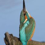 Eisvogel guckt nach "fliegende Fische" oder so (+ Kurzfilm)