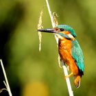 Eisvogel hält Ausschau