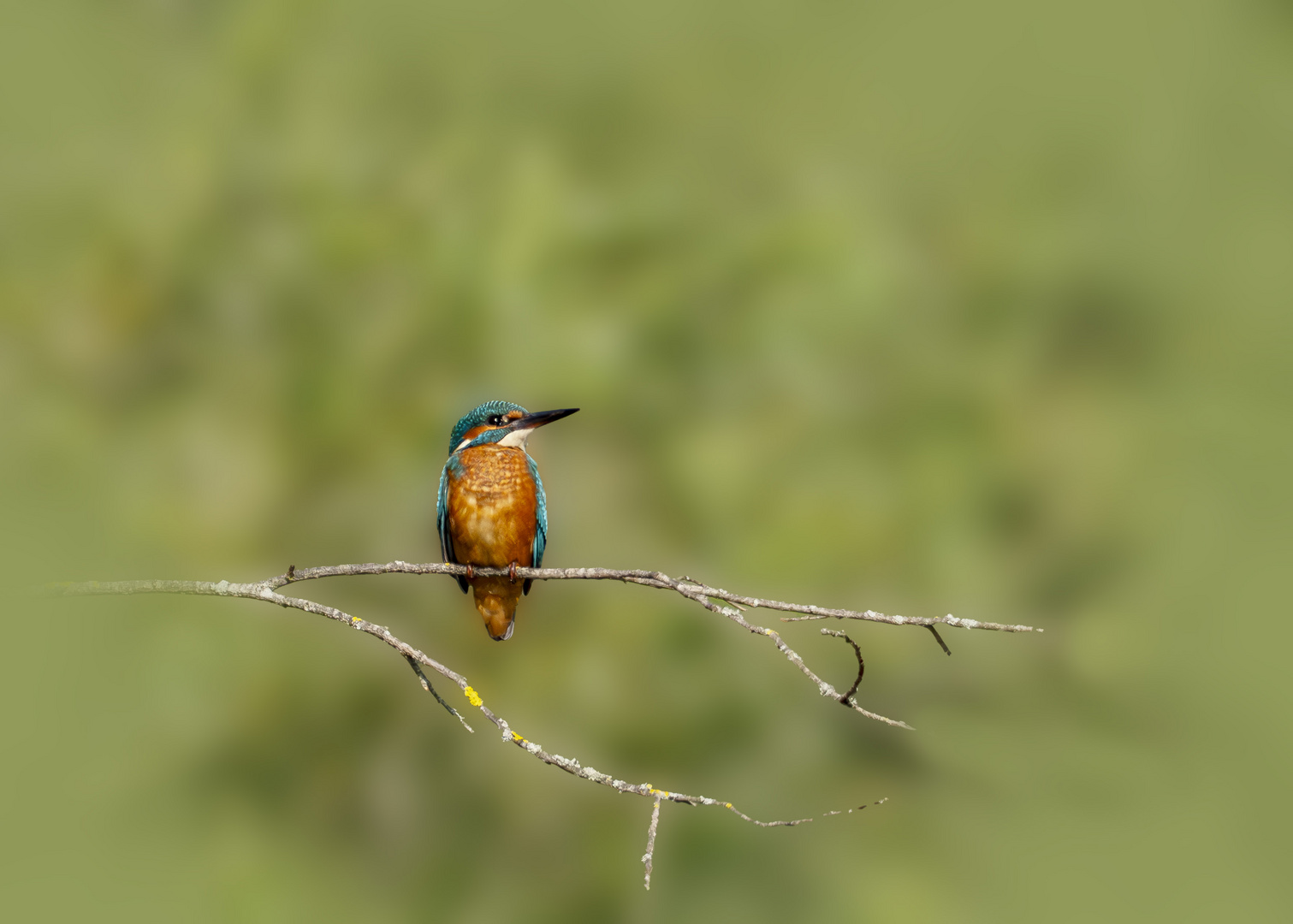 Eisvogel hält Ausschau