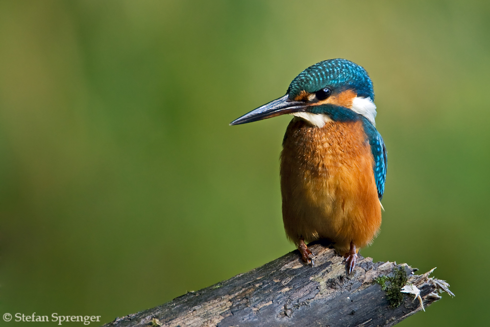 Eisvogel hält Ausschau