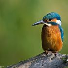 Eisvogel hält Ausschau