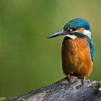 Eisvogel hält Ausschau