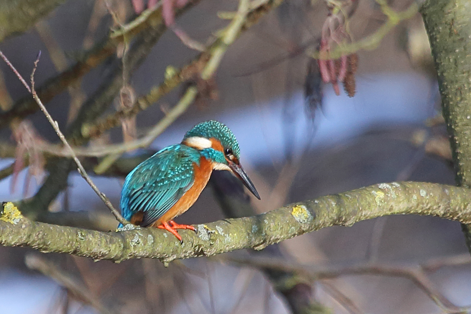 Eisvogel Hahn