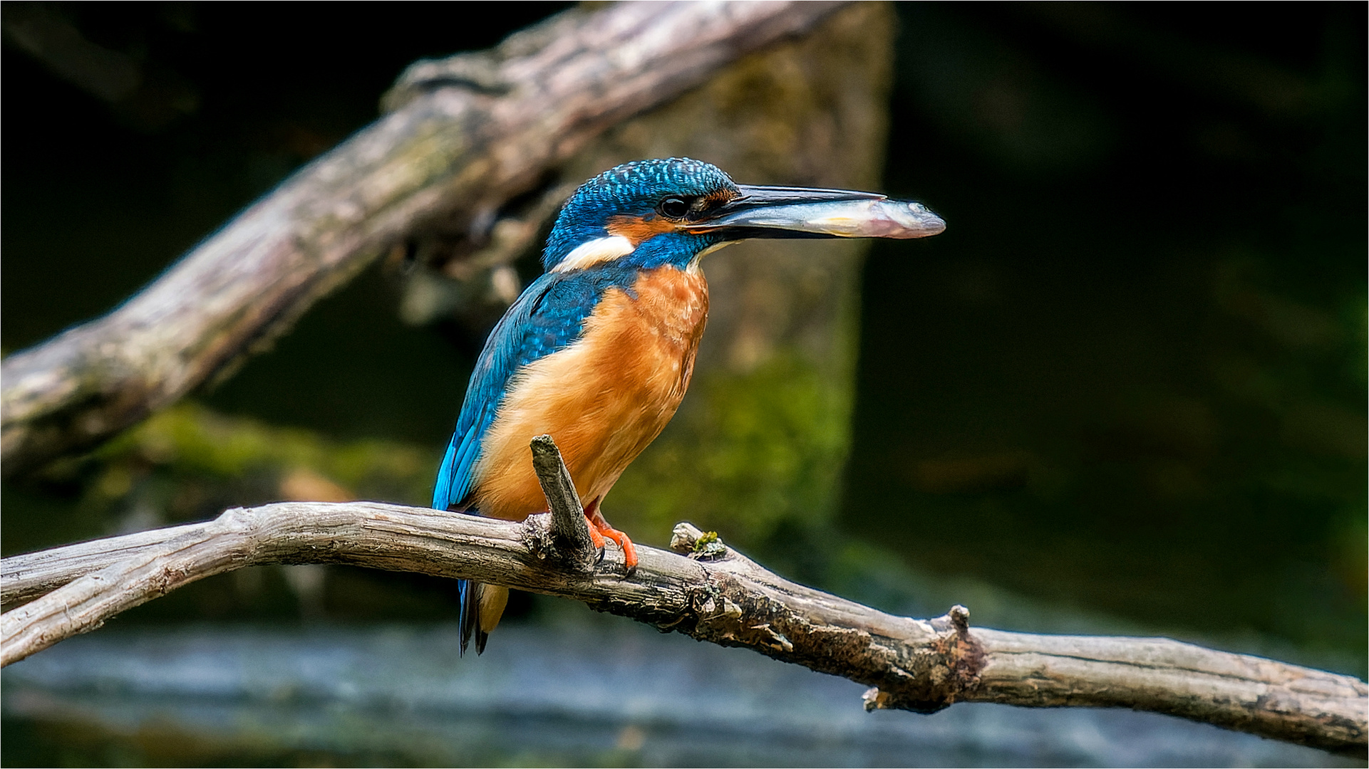 Eisvogel-Hahn mit Frischfisch  .....