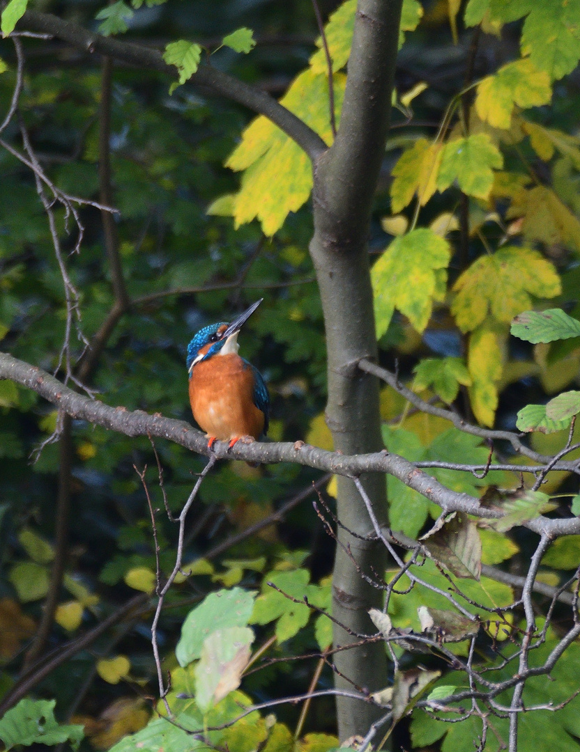 Eisvogel (Hans "Guck in die Luft")